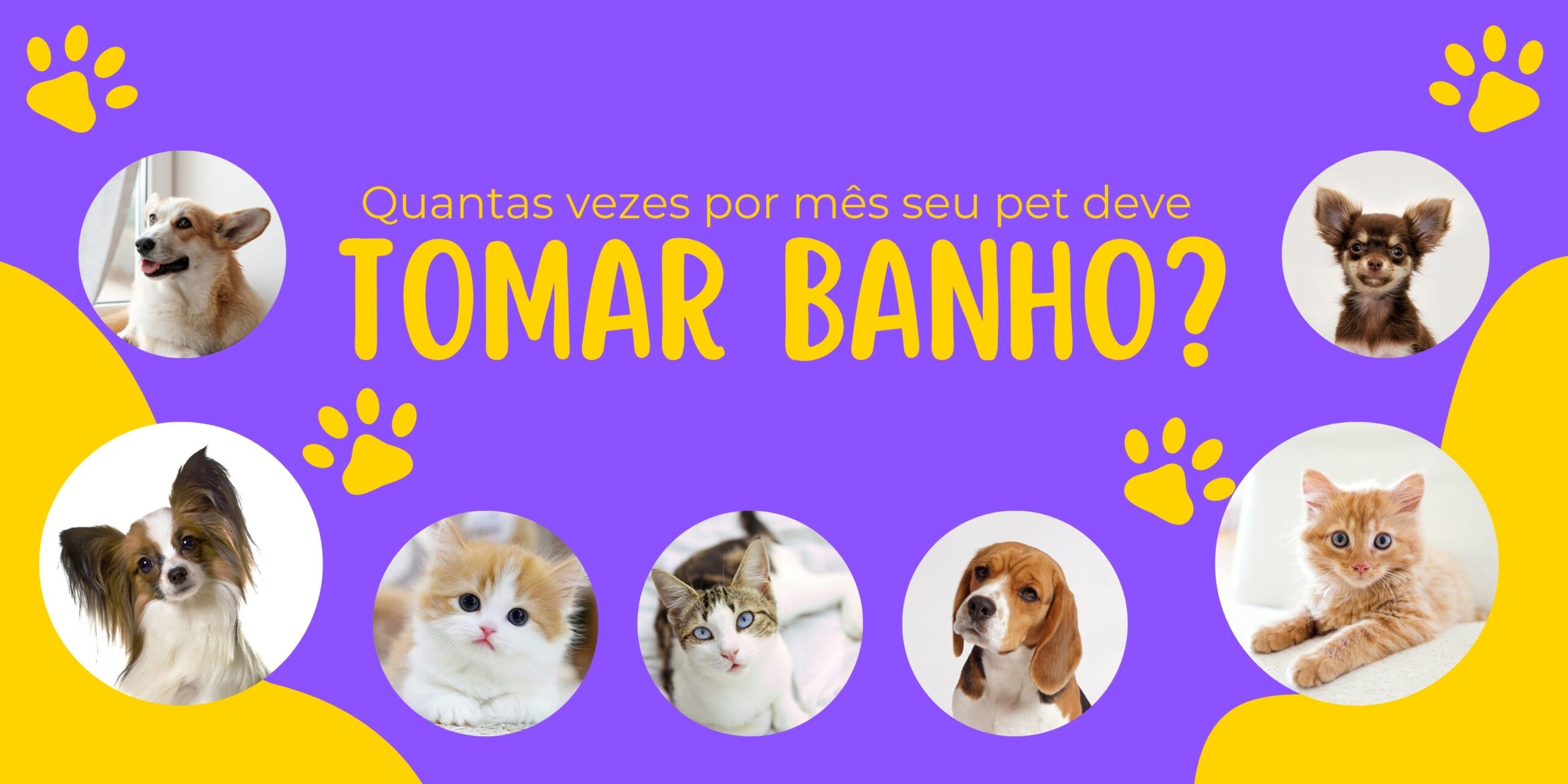 Quantas Vezes por Mês Seu Pet Deve Tomar Banho?